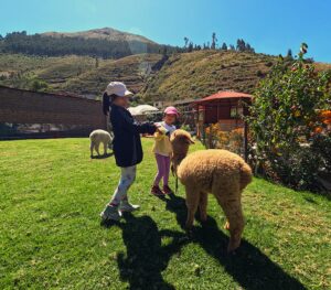 🦙 Encuentro con alpacas
