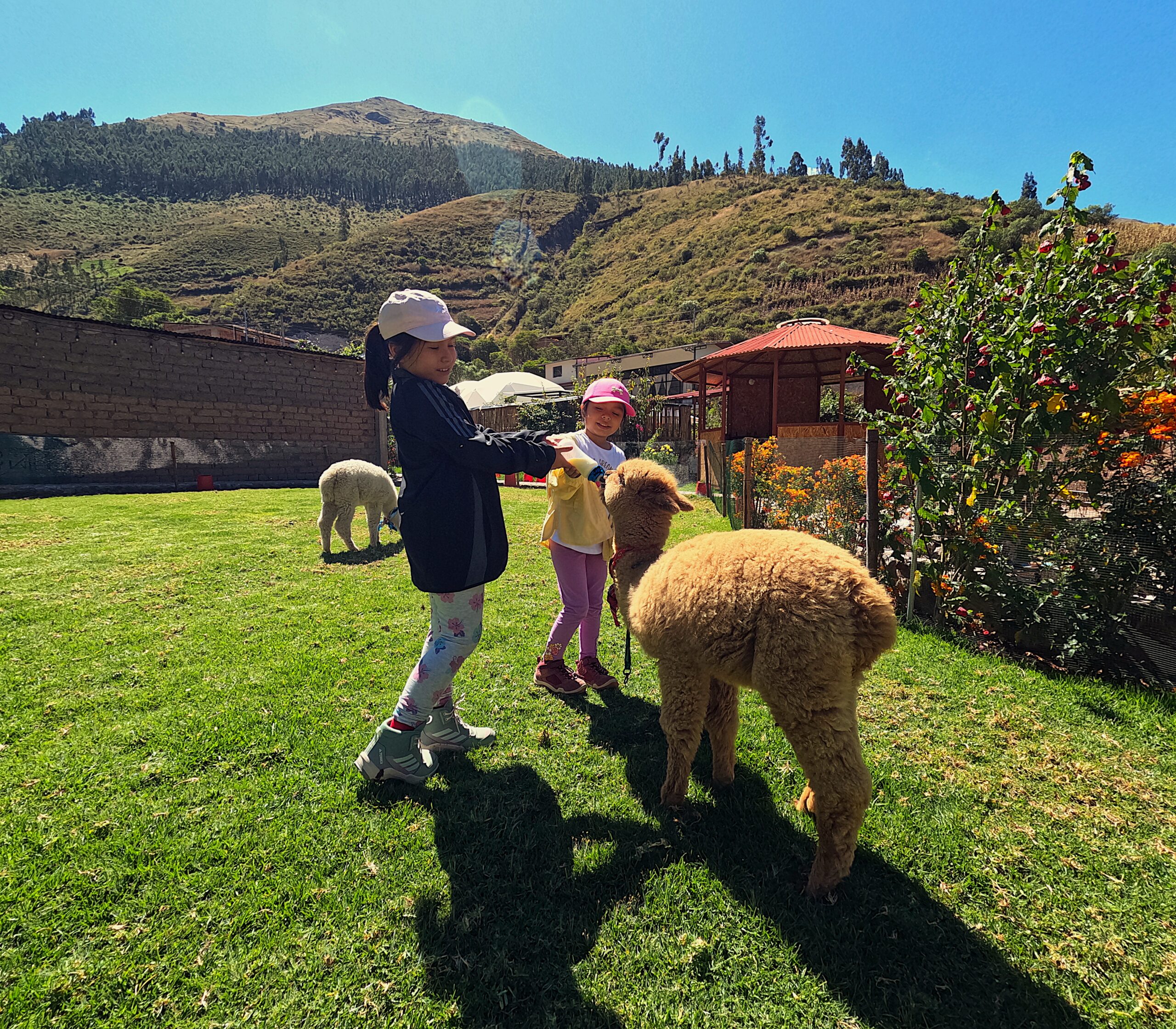 🦙 Encuentro con alpacas