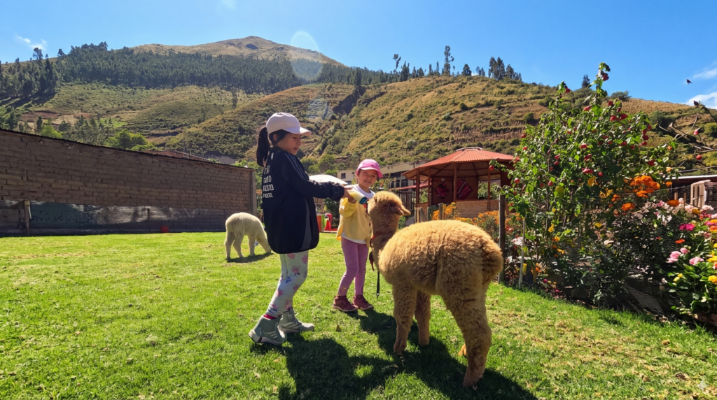 niños con las alpacas